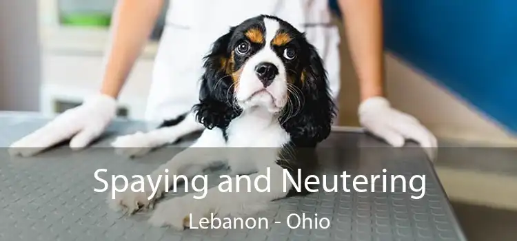 Spaying and Neutering Lebanon - Ohio