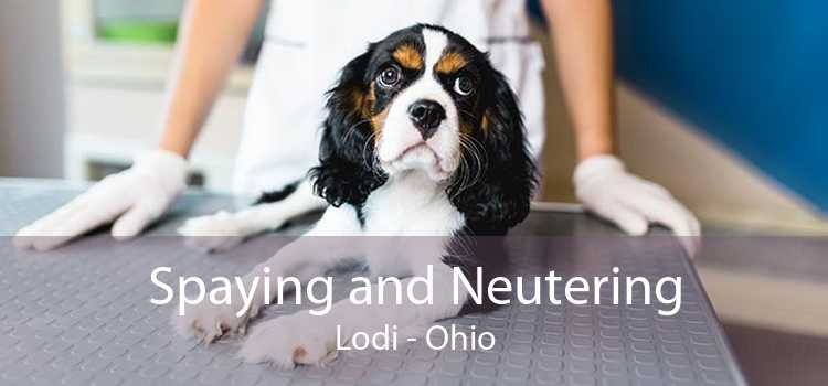 Spaying and Neutering Lodi - Ohio