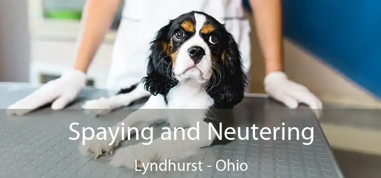 Spaying and Neutering Lyndhurst - Ohio