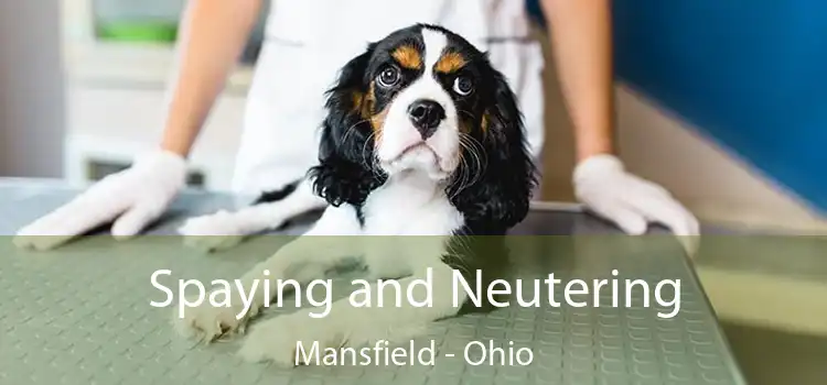 Spaying and Neutering Mansfield - Ohio