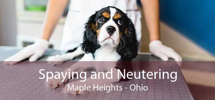 Spaying and Neutering Maple Heights - Ohio