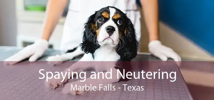 Spaying and Neutering Marble Falls - Texas