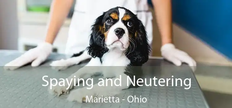 Spaying and Neutering Marietta - Ohio