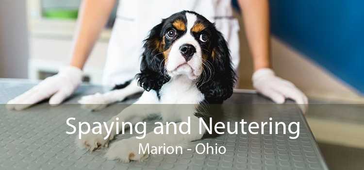 Spaying and Neutering Marion - Ohio