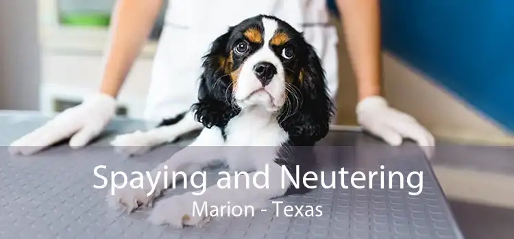 Spaying and Neutering Marion - Texas