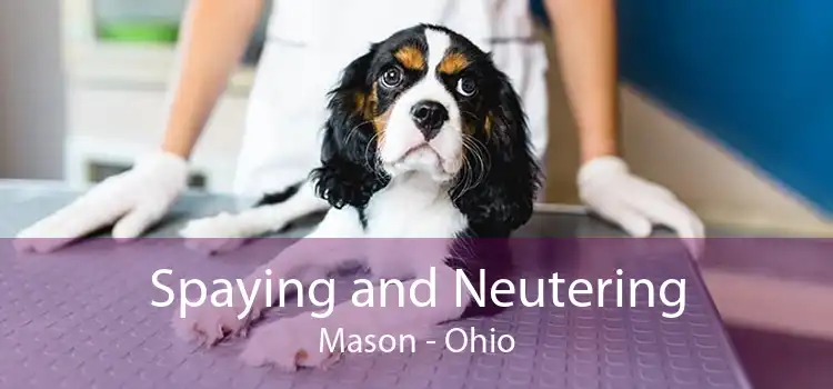 Spaying and Neutering Mason - Ohio