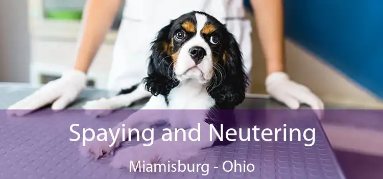 Spaying and Neutering Miamisburg - Ohio