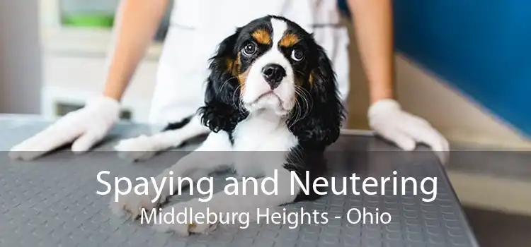 Spaying and Neutering Middleburg Heights - Ohio