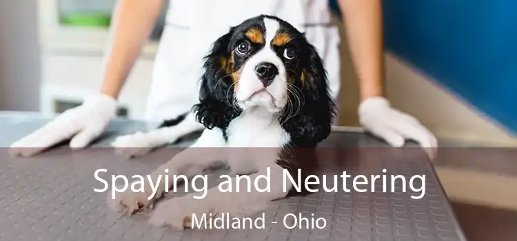 Spaying and Neutering Midland - Ohio