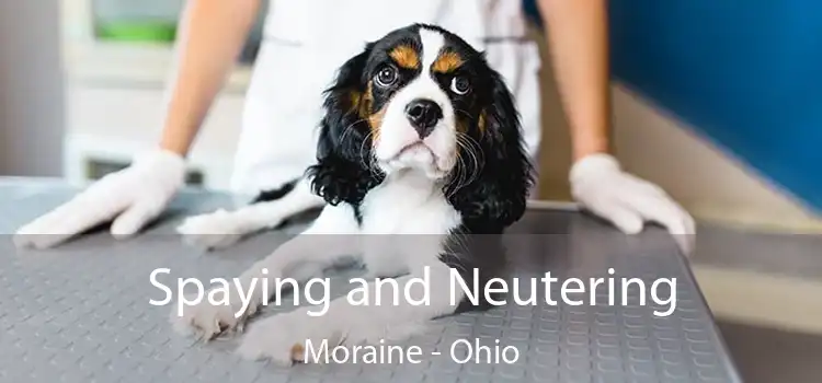 Spaying and Neutering Moraine - Ohio