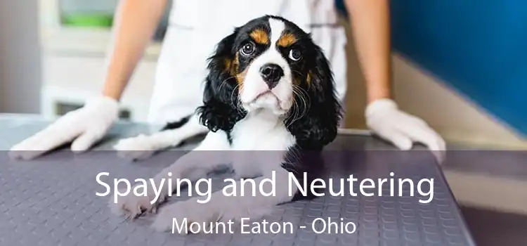 Spaying and Neutering Mount Eaton - Ohio