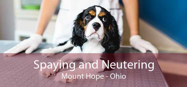 Spaying and Neutering Mount Hope - Ohio