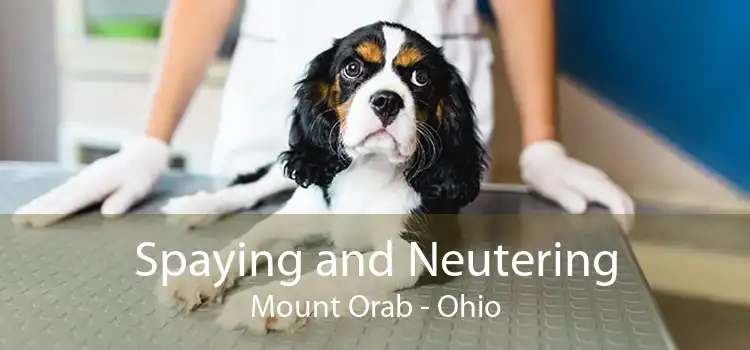 Spaying and Neutering Mount Orab - Ohio