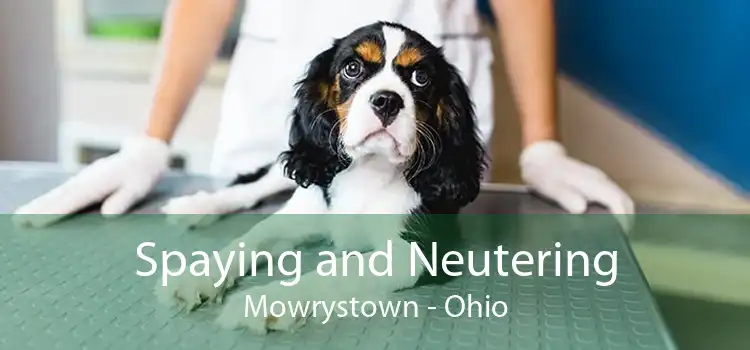 Spaying and Neutering Mowrystown - Ohio