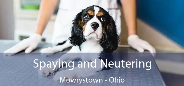 Spaying and Neutering Mowrystown - Ohio