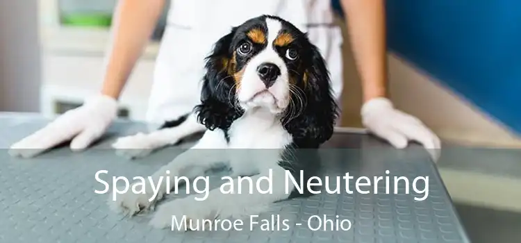 Spaying and Neutering Munroe Falls - Ohio