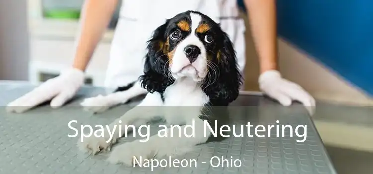 Spaying and Neutering Napoleon - Ohio