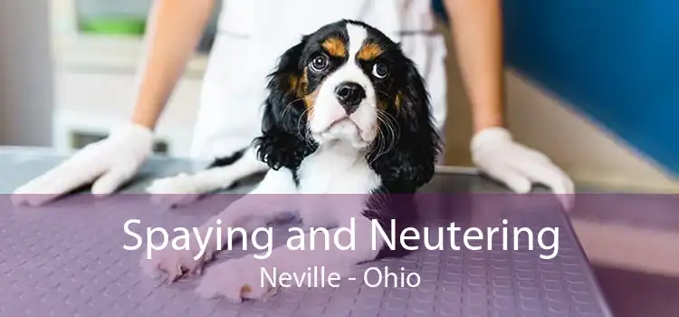 Spaying and Neutering Neville - Ohio