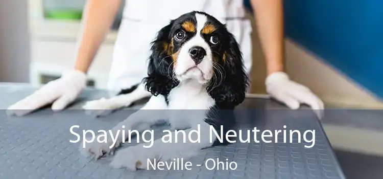 Spaying and Neutering Neville - Ohio