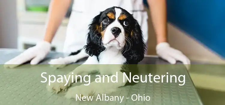 Spaying and Neutering New Albany - Ohio