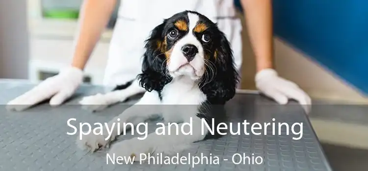 Spaying and Neutering New Philadelphia - Ohio