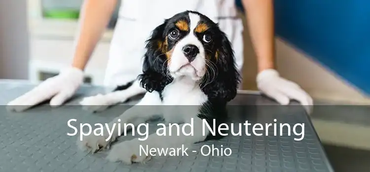 Spaying and Neutering Newark - Ohio