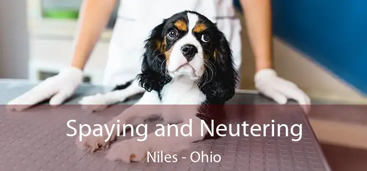 Spaying and Neutering Niles - Ohio