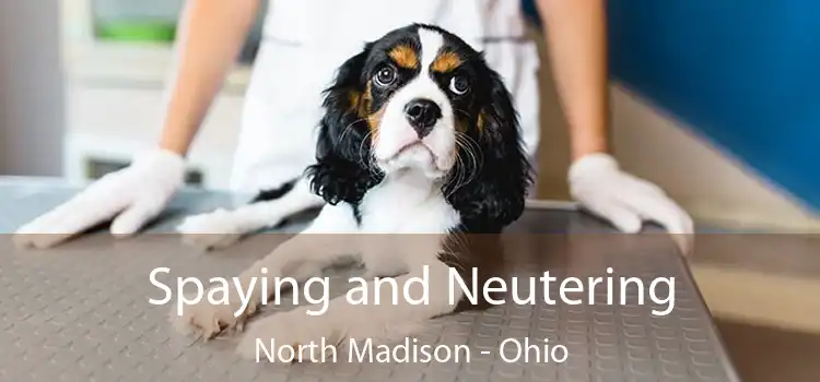 Spaying and Neutering North Madison - Ohio