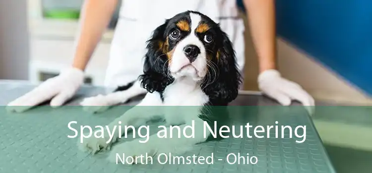 Spaying and Neutering North Olmsted - Ohio