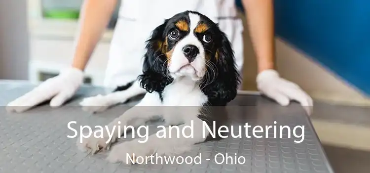 Spaying and Neutering Northwood - Ohio