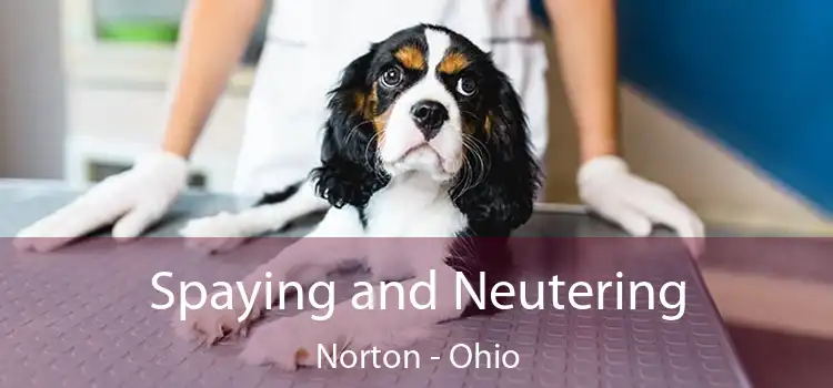 Spaying and Neutering Norton - Ohio