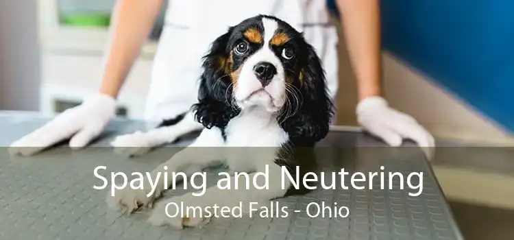 Spaying and Neutering Olmsted Falls - Ohio