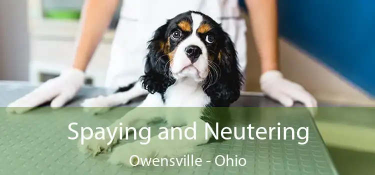 Spaying and Neutering Owensville - Ohio