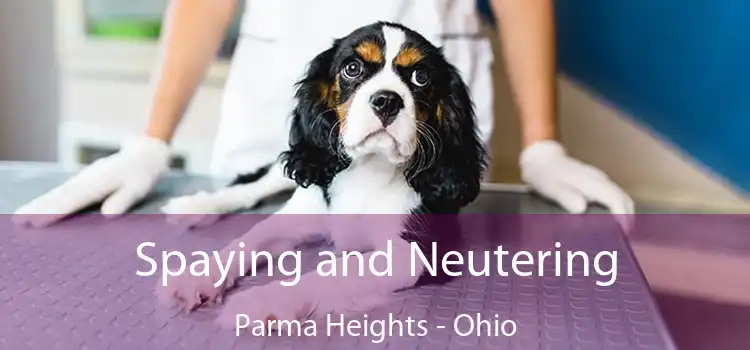 Spaying and Neutering Parma Heights - Ohio