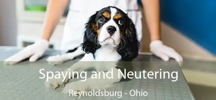 Spaying and Neutering Reynoldsburg - Ohio