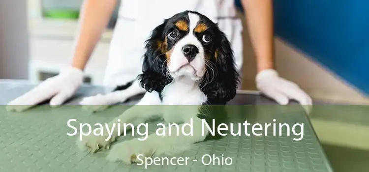 Spaying and Neutering Spencer - Ohio