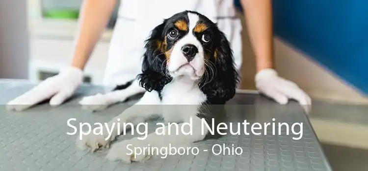 Spaying and Neutering Springboro - Ohio