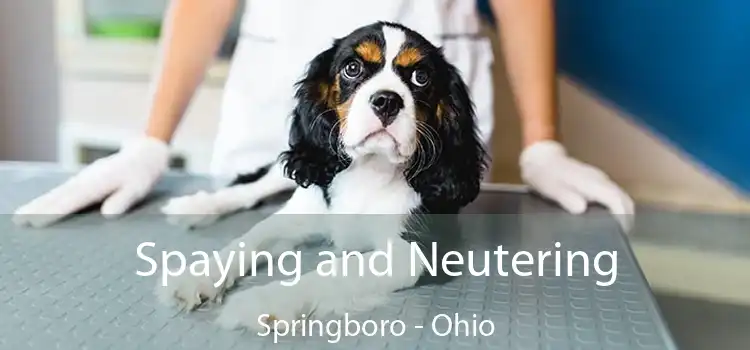 Spaying and Neutering Springboro - Ohio