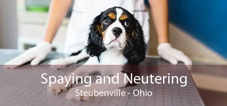 Spaying and Neutering Steubenville - Ohio