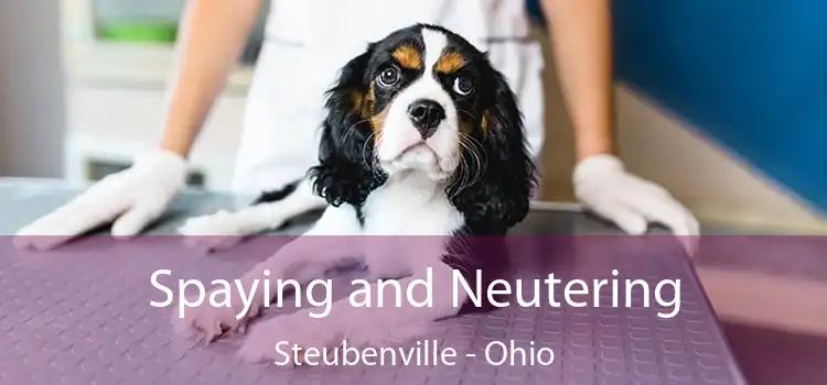 Spaying and Neutering Steubenville - Ohio