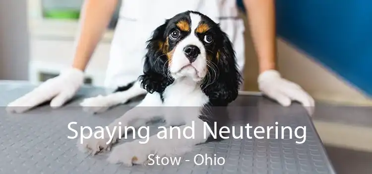 Spaying and Neutering Stow - Ohio