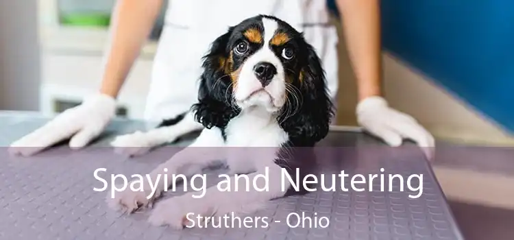 Spaying and Neutering Struthers - Ohio