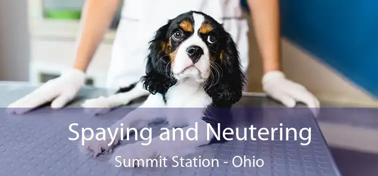 Spaying and Neutering Summit Station - Ohio