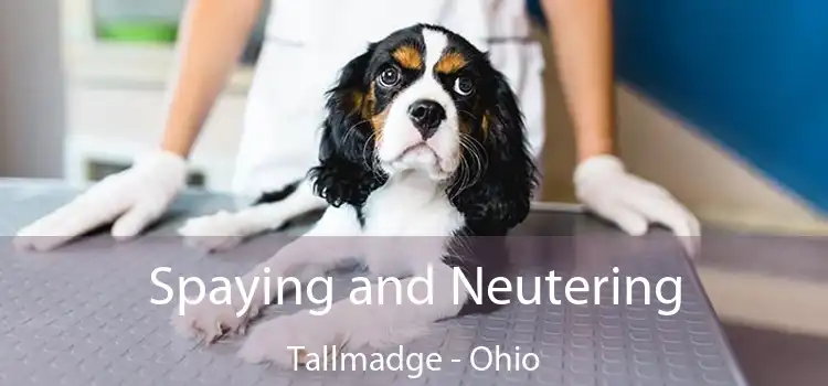 Spaying and Neutering Tallmadge - Ohio