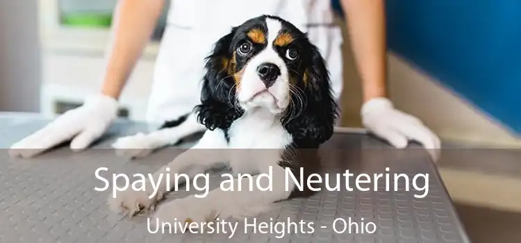 Spaying and Neutering University Heights - Ohio