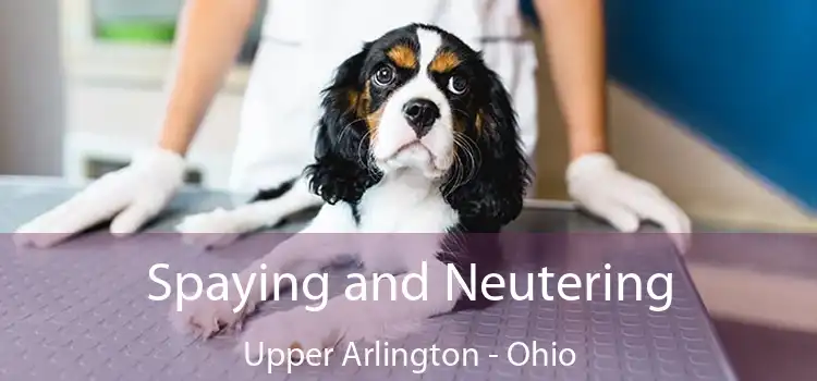 Spaying and Neutering Upper Arlington - Ohio