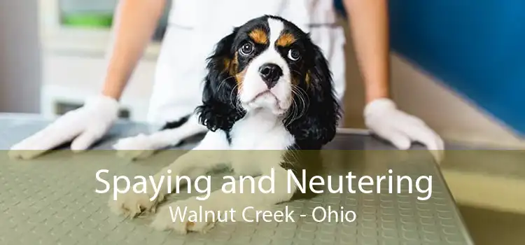 Spaying and Neutering Walnut Creek - Ohio