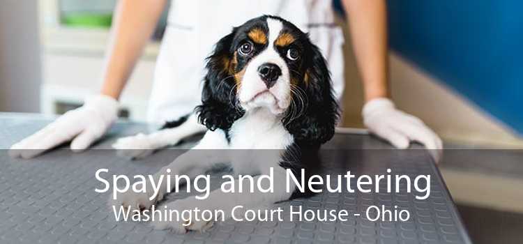 Spaying and Neutering Washington Court House - Ohio