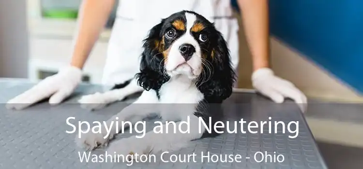 Spaying and Neutering Washington Court House - Ohio