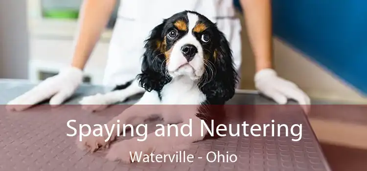 Spaying and Neutering Waterville - Ohio